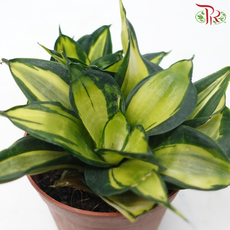 Sansevieria Twister P90《旋转虎尾兰》