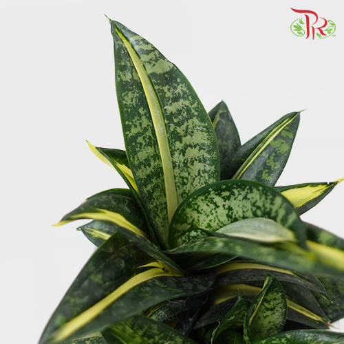 Sansevieria Twister《旋转虎尾兰》