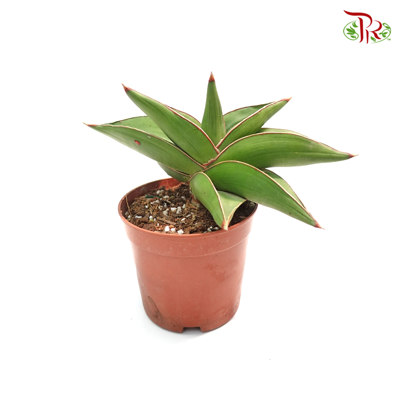 Sansevieria Warshiik 《玫瑰武士虎尾兰》-Pudu Ria Florist-prflorist.com.my