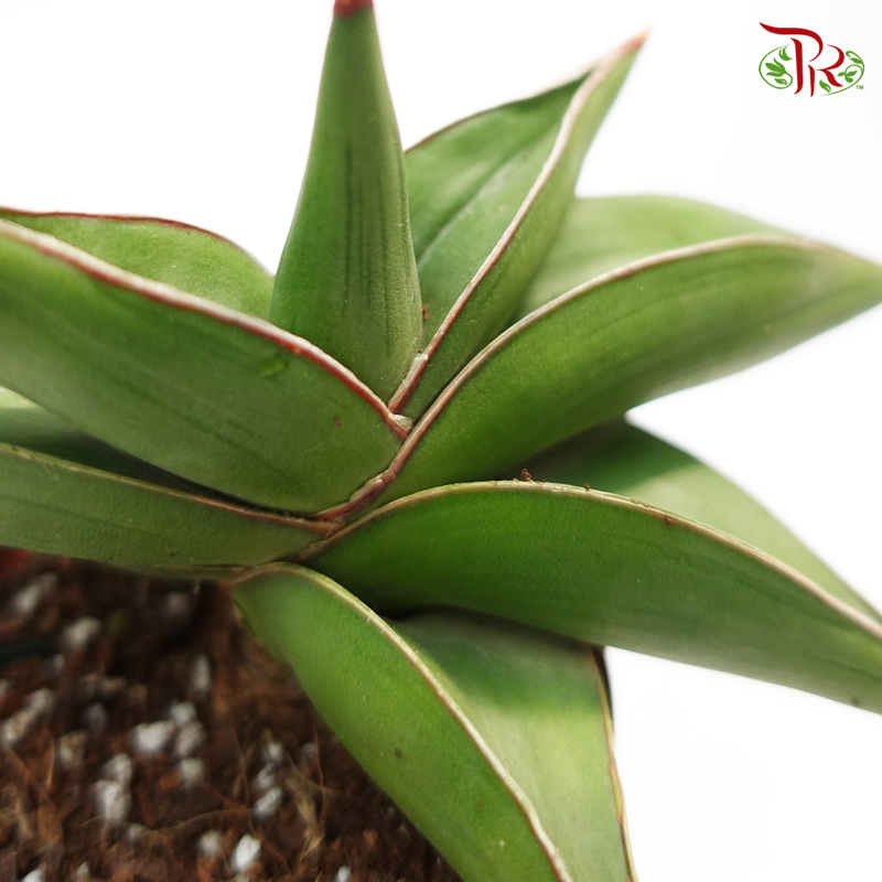 Sansevieria Warshiik 《玫瑰武士虎尾兰》-Pudu Ria Florist-prflorist.com.my