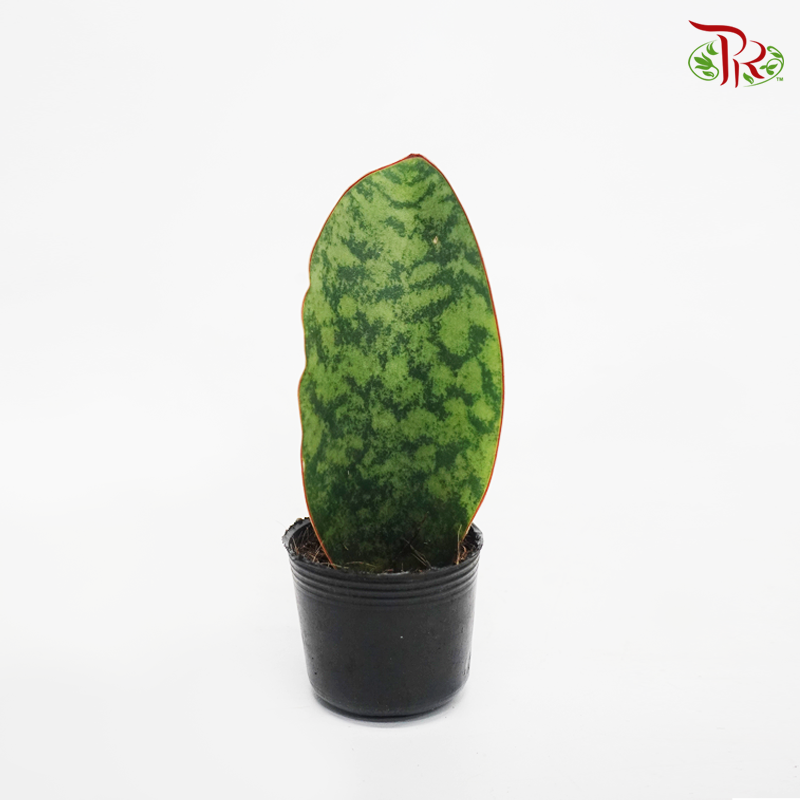 Sansevieria Whale Fin《鲸鱼鳍虎尾兰》