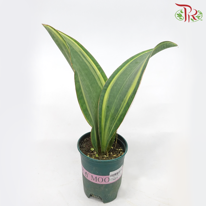 Sansevieria Whale Fin《鲸鱼鳍虎尾兰》-Pudu Ria Florist-prflorist.com.my