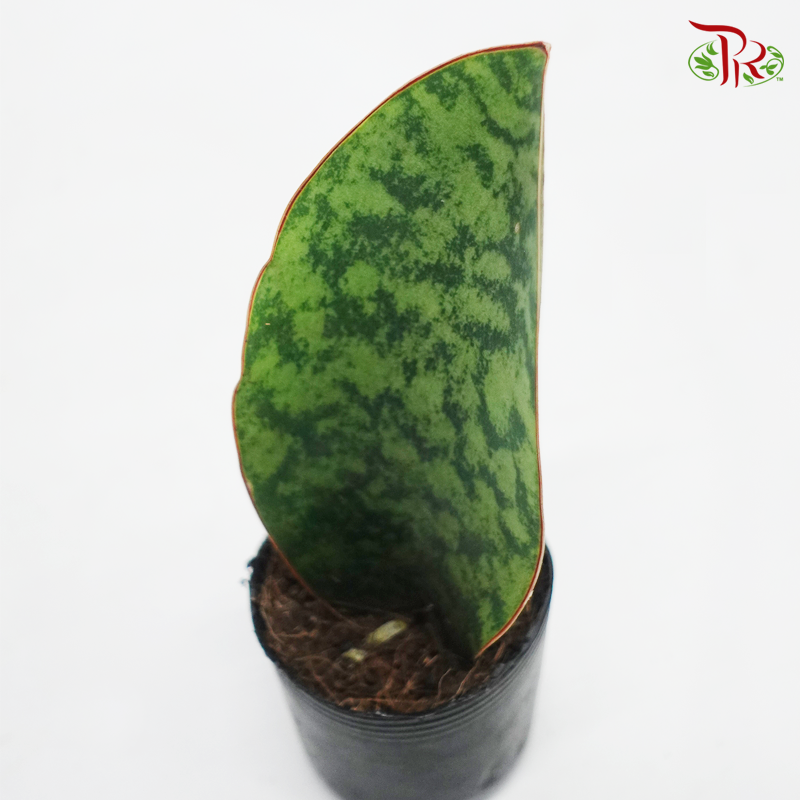 Sansevieria Whale Fin《鲸鱼鳍虎尾兰》