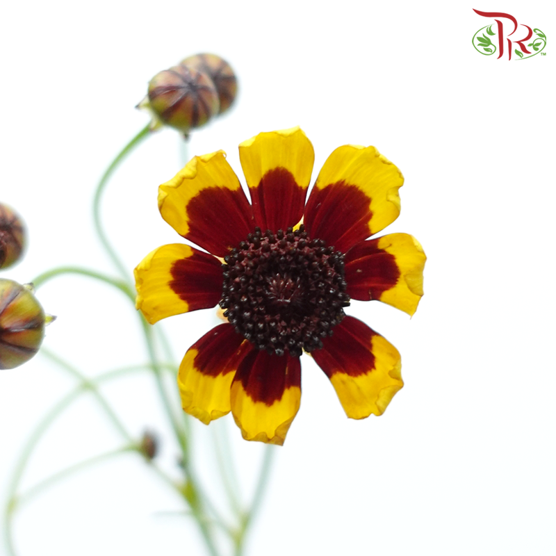 Sanvitalia - (Per Bunch)-China-prflorist.com.my