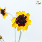 Sanvitalia - (Per Bunch)-China-prflorist.com.my