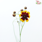 Sanvitalia - (Per Bunch)-China-prflorist.com.my