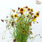 Sanvitalia - (Per Bunch)-China-prflorist.com.my