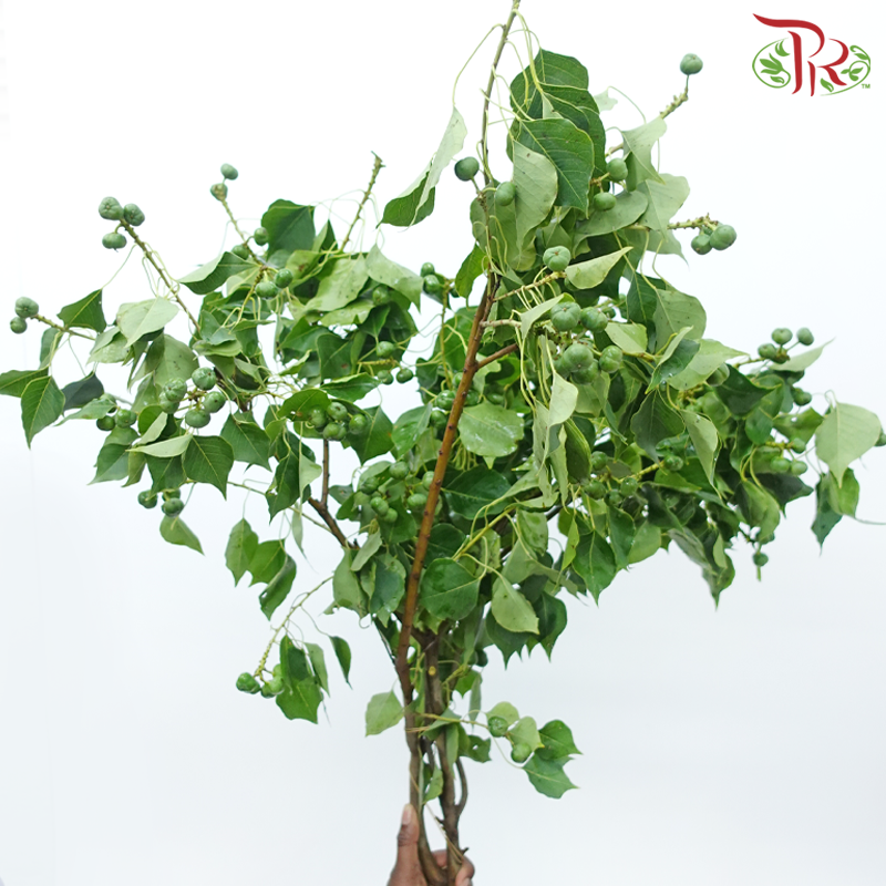 Sapium Sebiferum (Per Bunch)-China-prflorist.com.my