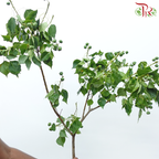 Sapium Sebiferum (Per Bunch)-China-prflorist.com.my