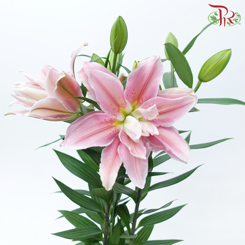 Sara Rose Lily Pot P170《百合花》- SPECIAL DEAL