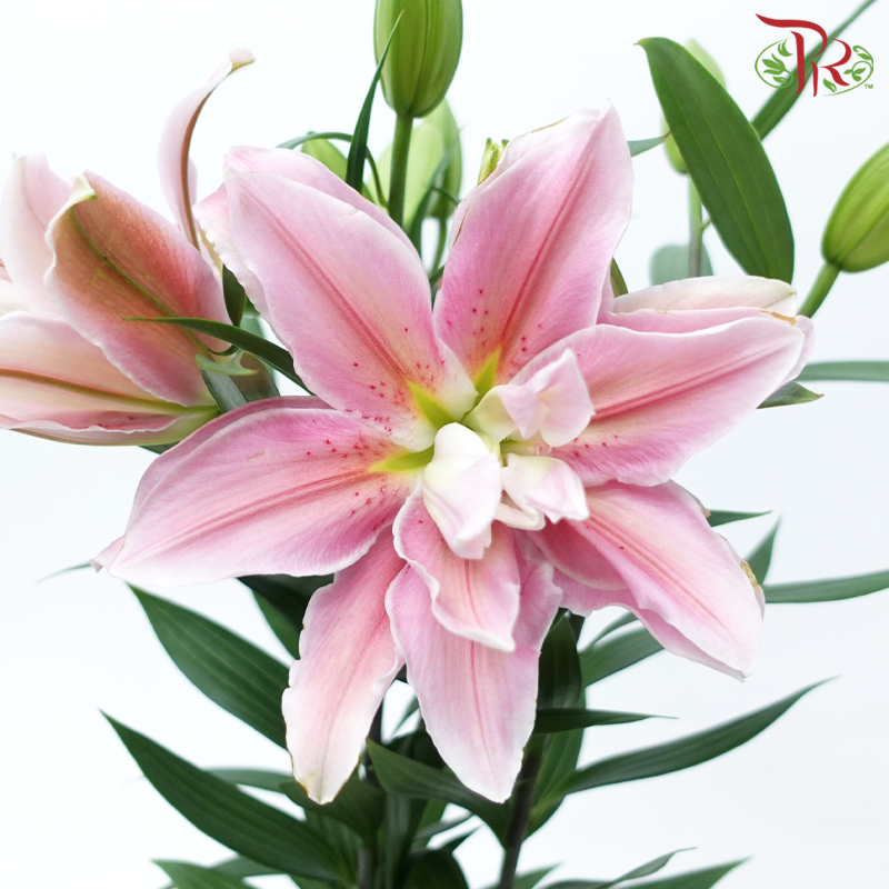 Sara Rose Lily Pot P170《百合花》- SPECIAL DEAL