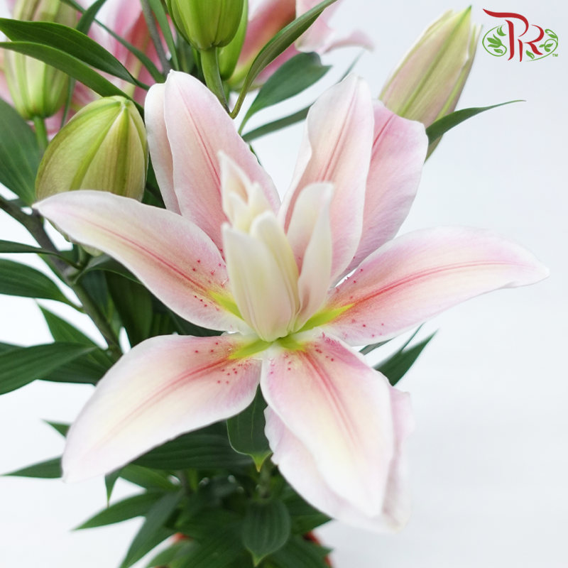 Sara Rose Lily Pot P170《百合花》- SPECIAL DEAL