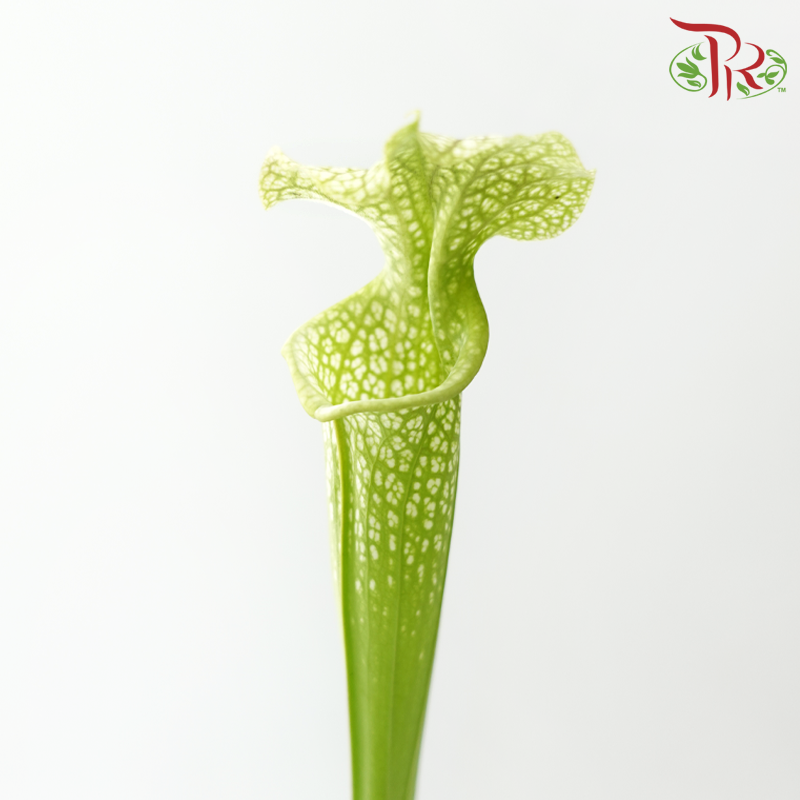Sarracenia - Bicolour Green & White (2 Stems)-Bicolour Green & White-Japan-prflorist.com.my