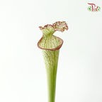 Sarracenia - Green With Red Line (2 Stems)-Green With Red Line-Japan-prflorist.com.my