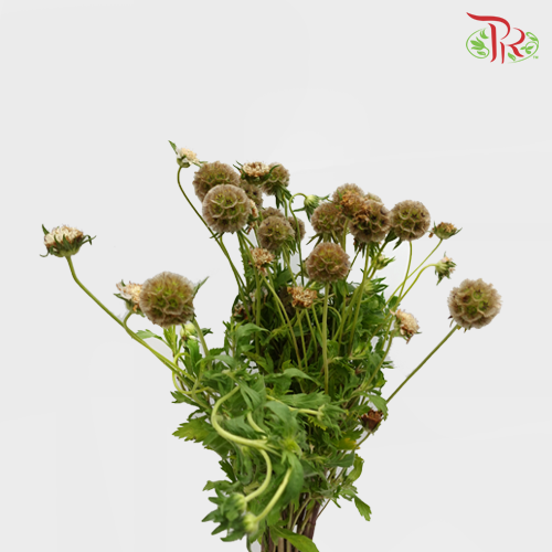 Scabiosa - Brown (10 Stems)-Brown-Netherland-prflorist.com.my