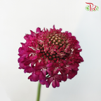 Scabiosa Color - Dark Pink (5 Stems)-Pink-Netherland-prflorist.com.my