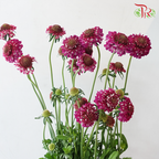 Scabiosa Color - Dark Pink (5 Stems)-Pink-Netherland-prflorist.com.my