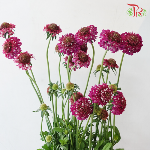 Scabiosa Color - Dark Pink (5 Stems)-Pink-Netherland-prflorist.com.my