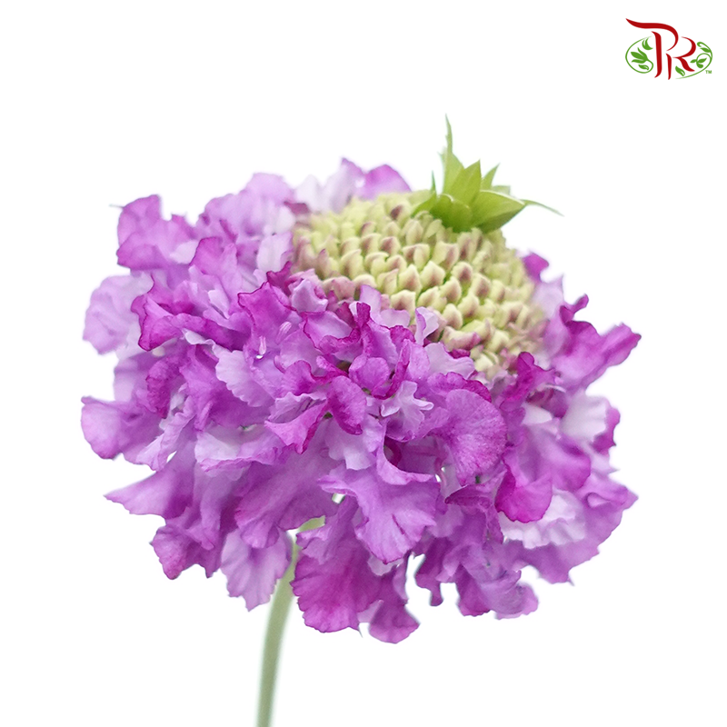 Scabiosa Color - Indigo Purple (5 Stems)-Purple-Japan-prflorist.com.my