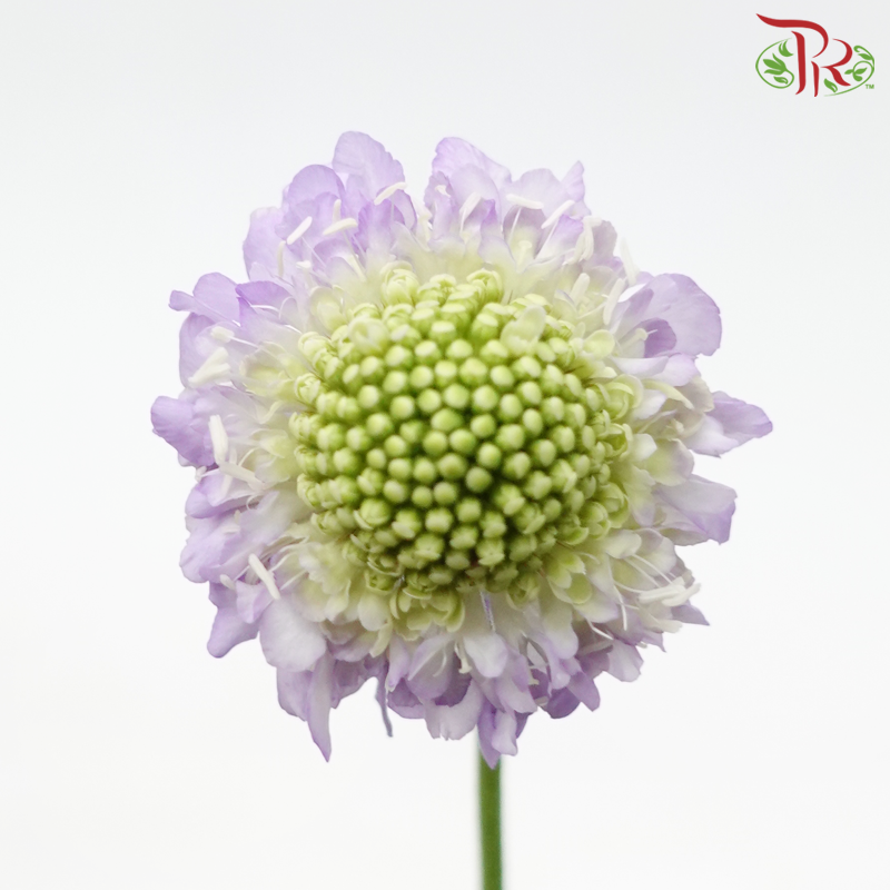 Scabiosa Color - Lilac (10 Stems)-Lilac-Vietnam-prflorist.com.my