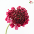 Scabiosa Colour - Dark Pink (9-10 Stems)-Dark Pink-Kenya-prflorist.com.my