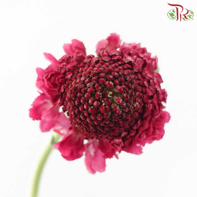 Scabiosa Colour - Dark Pink (9-10 Stems)-Dark Pink-Kenya-prflorist.com.my