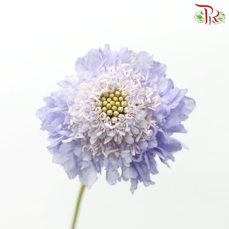 Scabiosa Colour - Lilac Blush (Per Bunch)-Lilac Blush-China-prflorist.com.my