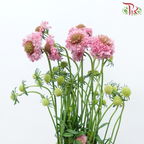Scabiosa Colour - Taffy Pink Tone (Per Bunch)-Pink-China-prflorist.com.my