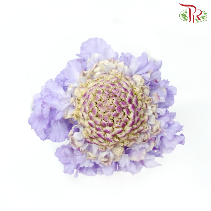 Scabiosa - Purple (5 Stems)-Purple-Japan-prflorist.com.my