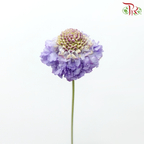 Scabiosa - Purple (5 Stems)-Purple-Japan-prflorist.com.my