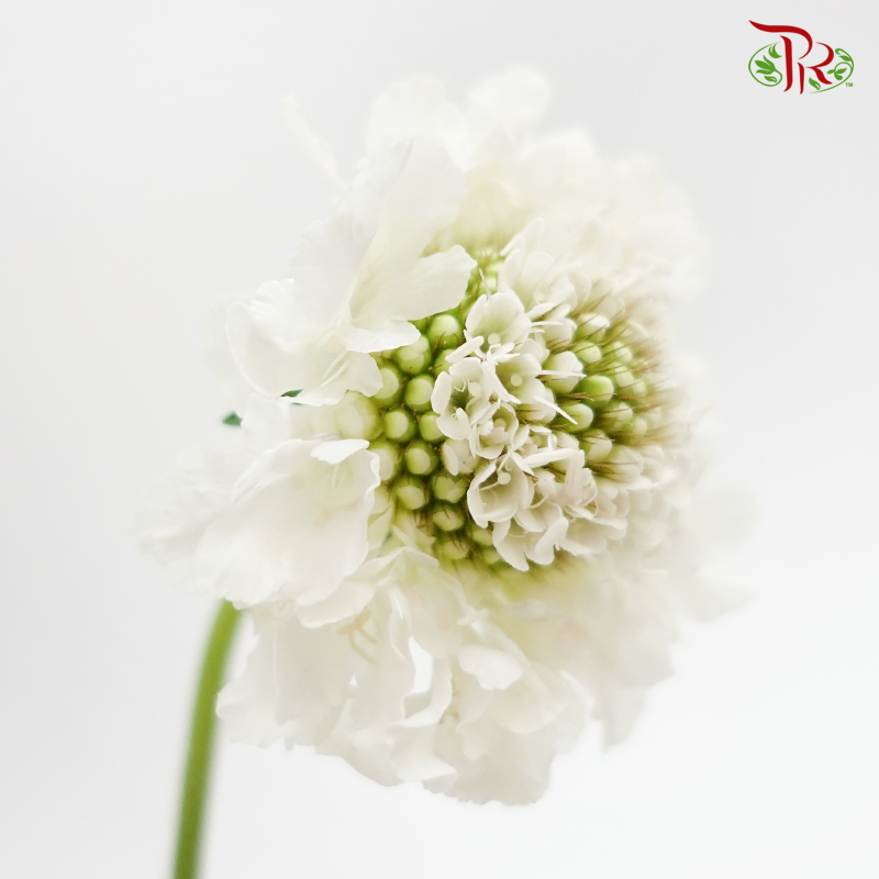 Scabiosa - White Love (5 Stems)-White-Japan-prflorist.com.my