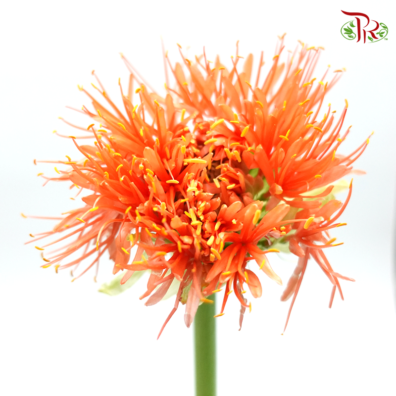 Scadoxus - Per Stem-Netherland-prflorist.com.my
