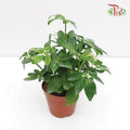 Schefflera 《鸭脚树》(H08)