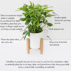 Schefflera 《鸭脚树》(H08)