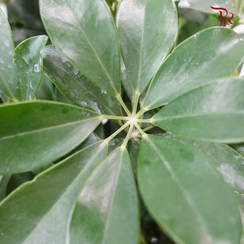 Schefflera Lollipop 3ft 《鸭脚树》-Pudu Ria Florist-prflorist.com.my