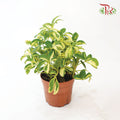Schefflera Variegated《斑叶鸭脚树》-Pudu Ria Florist-prflorist.com.my