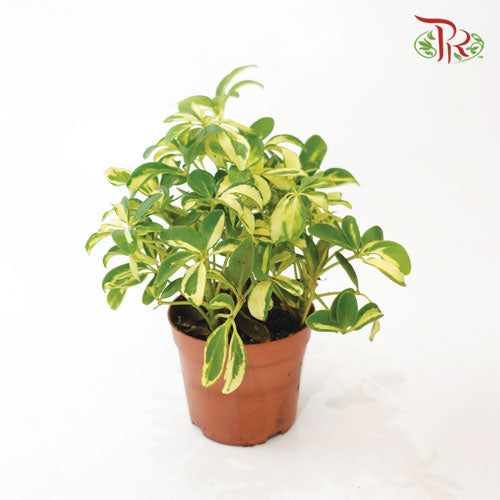 Schefflera Variegated《斑叶鸭脚树》-Pudu Ria Florist-prflorist.com.my