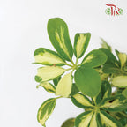Schefflera Variegated《斑叶鸭脚树》-Pudu Ria Florist-prflorist.com.my