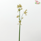Schoenoplectus Lacustris (10 Stems)-Japan-prflorist.com.my