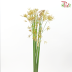 Schoenoplectus Lacustris (10 Stems)-Japan-prflorist.com.my