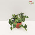 Scindapsus Pictus 《小叶银斑葛》-Pudu Ria Florist-prflorist.com.my