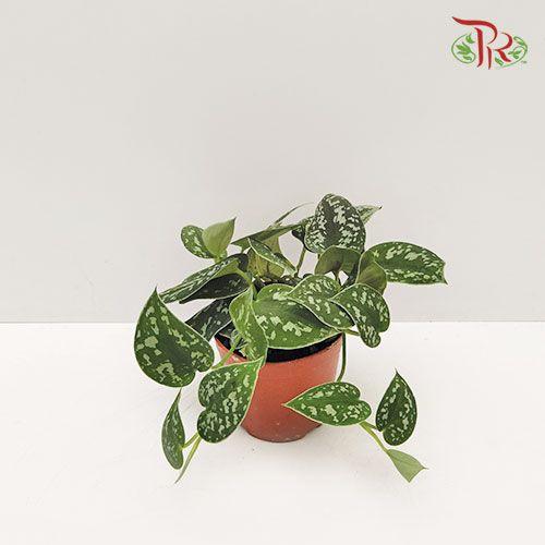 Scindapsus Pictus 《小叶银斑葛》-Pudu Ria Florist-prflorist.com.my