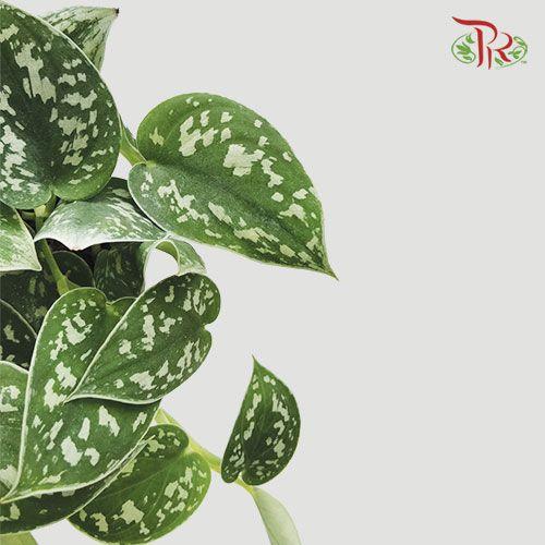 Scindapsus Pictus 《小叶银斑葛》-Pudu Ria Florist-prflorist.com.my