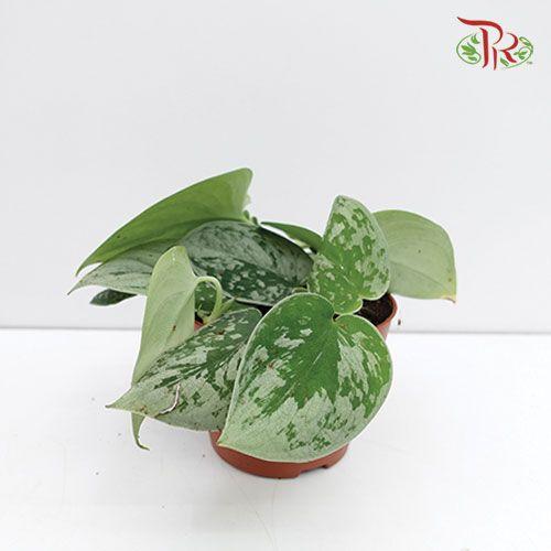 Scindapsus Pictus Silver Ann  《小叶银斑葛》-Pudu Ria Florist-prflorist.com.my