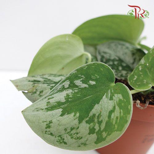 Scindapsus Pictus Silver Ann  《小叶银斑葛》-Pudu Ria Florist-prflorist.com.my