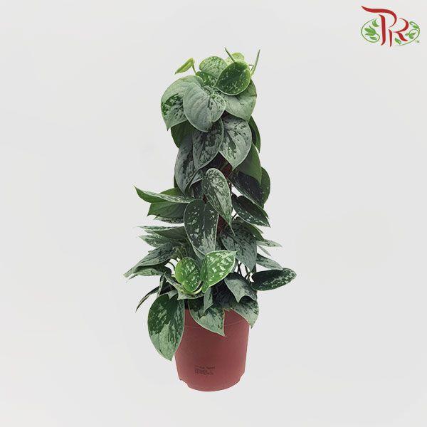 Scindapsus silvery ann 15Ø 45cm-Pudu Ria Florist-prflorist.com.my