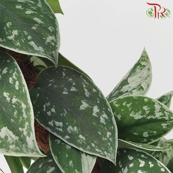 Scindapsus silvery ann 15Ø 45cm-Pudu Ria Florist-prflorist.com.my