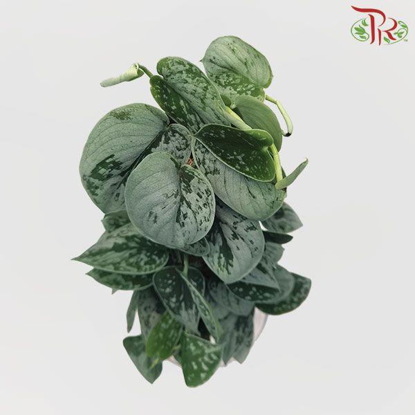 Scindapsus silvery ann 15Ø 45cm-Pudu Ria Florist-prflorist.com.my