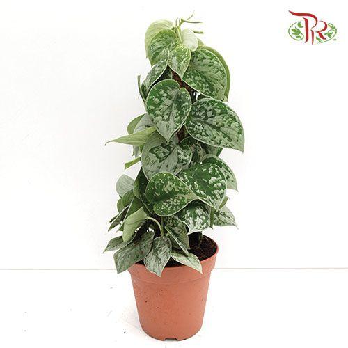 Scindapsus Silvery Ann  《小叶银斑葛》-Pudu Ria Florist-prflorist.com.my