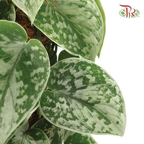 Scindapsus Silvery Ann  《小叶银斑葛》-Pudu Ria Florist-prflorist.com.my
